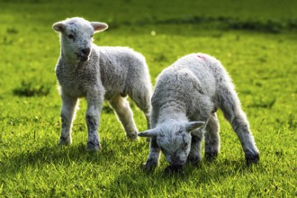 Sheep and farm in Lake District National Park, Coniston Water, Cumbria, England, United Kingdom