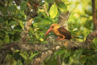 Brown-winged Kingfisher (Pelargopsis amauroptera) male perched on a branch, West Bengal, India