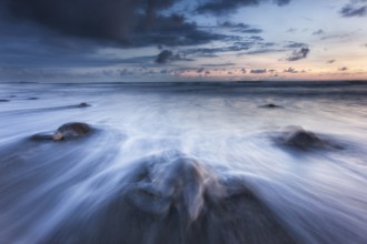 Olive Ridley sea turtles (Lepidochelys olivacea) return to the Costa Rican beaches where they