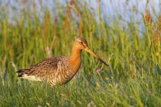 Black-tailed Godwit (Limosa limosa), Netherlands