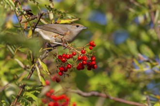 Mönchsgrasmücke, Blackcap, Sylvia atricapilla, Fauvette à tête noire, Curruca Capirotada