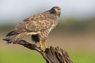Mäusebussard, Common Buzzard, Buzzard, Eurasian Buzzard, Buteo buteo, Buse variable, Busardo
