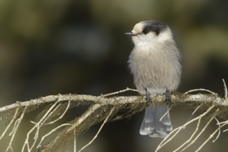 Grey Jay (Perisoreus canadensis), Alaska, USA