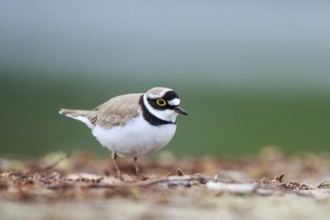 Little Ringed Plover (Charadrius dubius) male, North Rhine-Westphalia, Germany