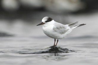 Little Tern (Sternula albifrons), Victoria, Australia