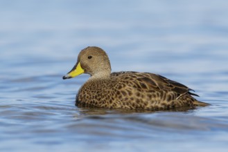 South Georgia Pintail (Anas georgica georgica) swimming in the ocean near South Georgia Island