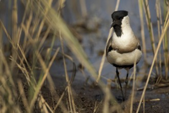 River Lapwing (Vanellus duvaucelii), Uttarakhand, India
