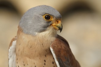 Lesser Kestrel (Falco naumanni), male portrait, Castile-La Mancha