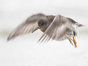 Purple Sandpiper (Calidris maritima) flying, Schleswig-Holstein, Germany