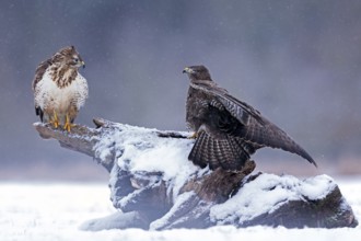 Common Buzzard (Buteo buteo) perched on snowy stump, Saxony-Anhalt, Germany
