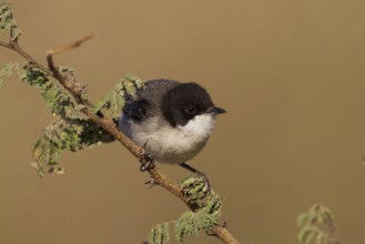 Arabian Warbler (Sylvia leucomelaena) perched on a branch, Oman