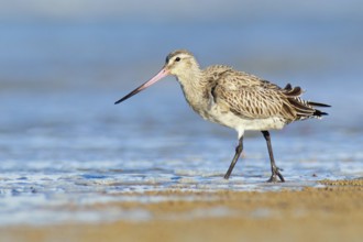 Bar-tailed Godwit (Limosa lapponica), Northern Territory, Australia