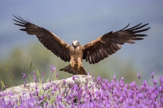 Black Kite (Milvus migrans) landing, Madrid, Spain