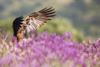 Black Kite (Milvus migrans), Madrid, Spain