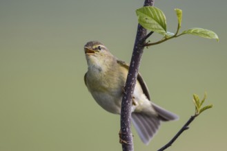 Willow Warbler (Phylloscopus trochilus) male singing from a branch, North-Rhine-Westphalia, Germany
