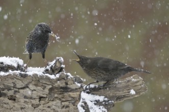 Common Starling & Common Blackbird (Sturnus vulgaris & Turdus merula), North Rhine-Westphalia,