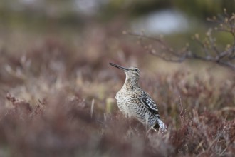 Great Snipe (Gallinago media), Buskerud, Norway