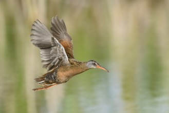 Virginia Rail (Rallus limicola) flying, British Columbia, Canada