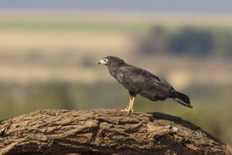 Kaalkopkiekendief, african harrier hawk, polyboroides typus