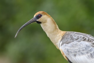 Black-faced Ibis (Theristicus melanopis), San Martin, Argentina