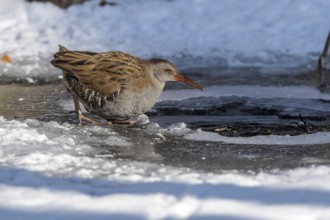 Water Rail (Rallus aquaticus) at an icehole, Mecklenburg-Western Pomerania, Germany