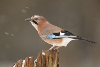 Eurasian Jay (Garrulus glandarius), Lower Saxony, Germany