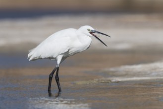 Little Egret (Egretta garzetta), Eilat, Israel