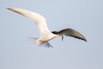 Common Tern (Sterna hirundo) flying with fish prey in beak, Danube Delta, Romania
