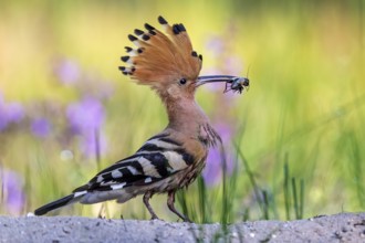 Eurasian Hoopoe (Upupa epops) perched on the ground with food in beak, Saxony-Anhalt, Germany