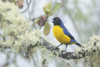 Hooded Mountain Tanager (Buthraupis montana), Cusco, Peru