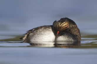 Black-necked Grebe (Podiceps nigricollis), British Columbia, Canada