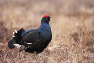 Black Grouse (Lyrurus tetrix) male, Sweden