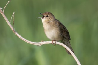 Common Grasshopper Warbler (Locustella naevia) singing, Brandenburg, Germany