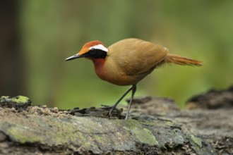 Rail-babbler (Eupetes macrocerus), Pahang, Malaysia