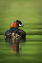 Little Grebe (Tachybaptus ruficollis), Hesse, Germany
