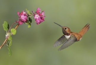Rufous Hummingbird (Selasphorus rufus) male, British Columbia, Canada