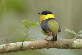 Golden-collared Manakin (Manacus vitellinus) male, Torti, Panama
