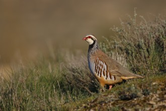 Red-legged Partridge (Alectoris rufa), Spain