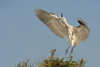 Grey Heron (Ardea cinerea), Camarque, France