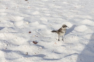 Galápagos mockingbird (Mimus parvulus, syn.: Nesomimus parvulus), Galapagos, Ecuador