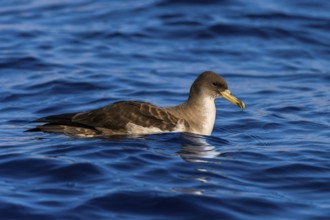 Cory's Shearwater (Calonectris borealis), Eilat, Israel