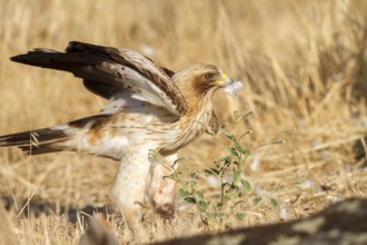 Booted Eagle (Hieraaetus pennatus) female, Castile and Leon, Spain