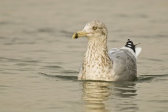 American Herring Gull (Larus smithsonianus), New Jersey, USA
