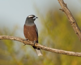 White-browed Woodswallow (Artamus superciliosus) male, New South Wales, Australia
