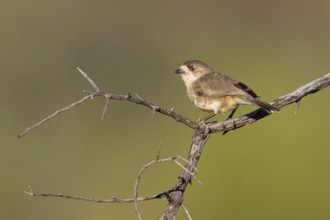 Southern Whiteface (Aphelocephala leucopsis), New South Wales, Australia