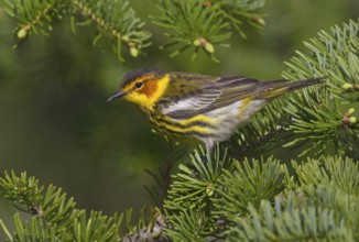 Cape May Warbler (Setophaga tigrina) male, Michigan, USA