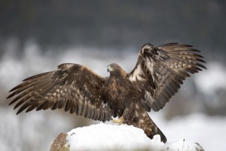 Golden Eagle (Aquila chrysaetos), Madrid, Spain