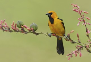 Altamira Oriole (Icterus gularis), Texas, USA