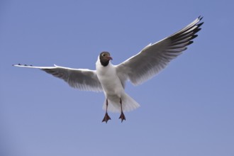 Black-headed Gull (Chroicocephalus ridibundus) flying, Texel, Netherlands