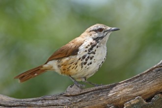Spotted Palm Thrush (Cichladusa guttata), Lake Baringo, Kenya